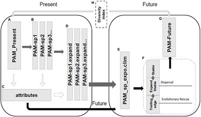 Evolutionary rescue and geographic range shifts under climate change for global amphibians